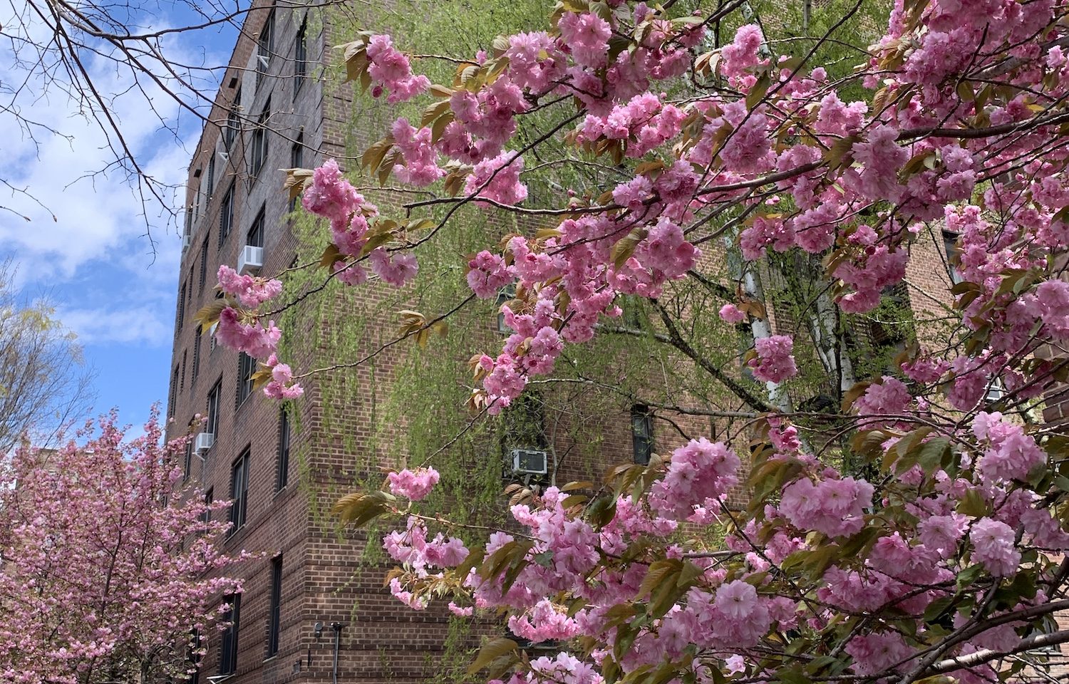 Greystone Avenue in Riverdale in the Spring