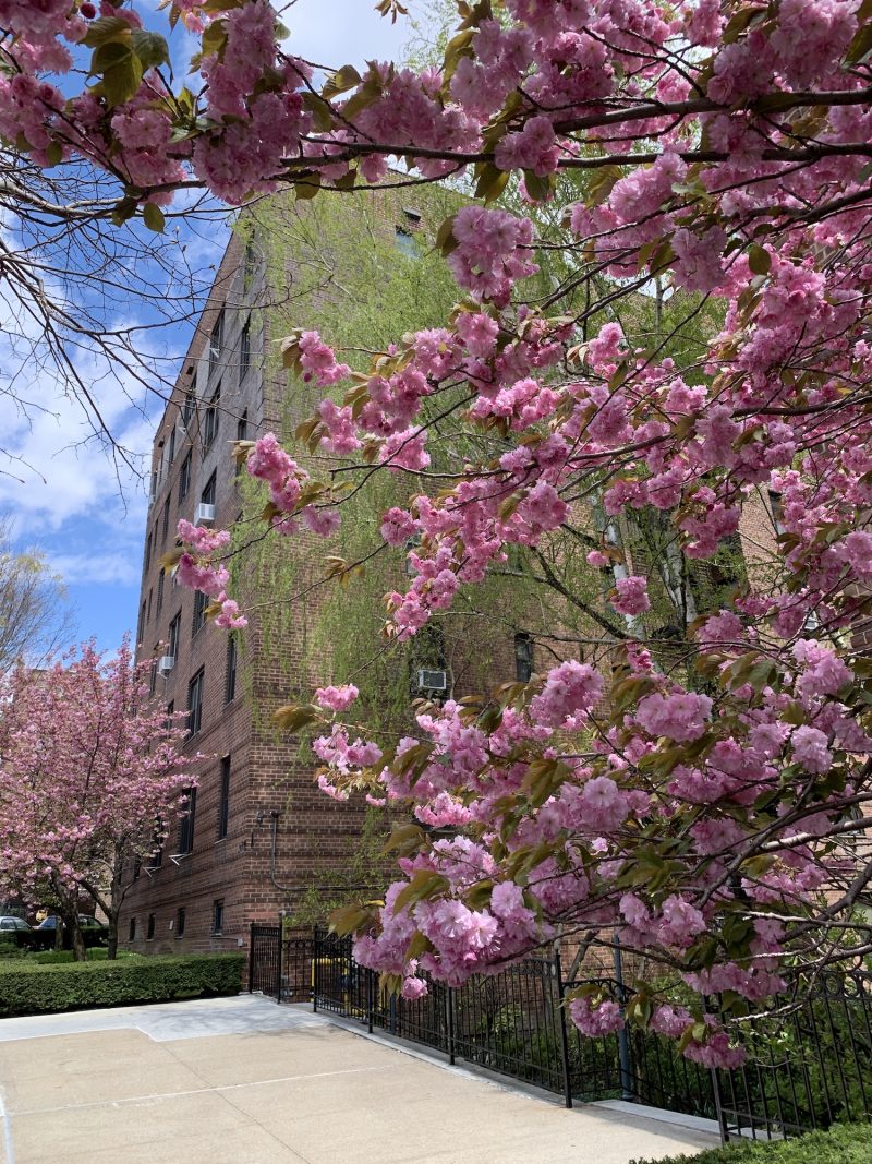 Greystone Avenue in Riverdale in the Spring