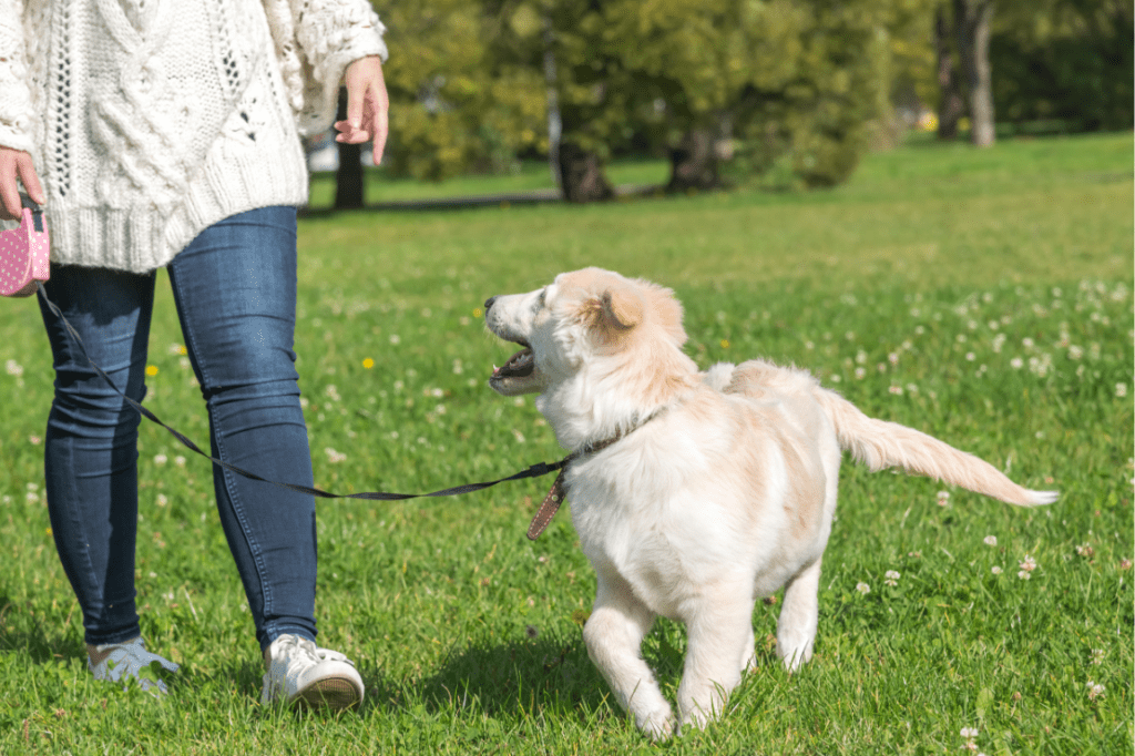 While Riverdale is exceptionally pet-friendly, a standard mid-summer sidewalk stroll can get a bit routine. From the deeply shaded 